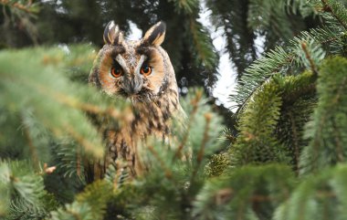 Uzun kulaklı Baykuş görünümünü kapat