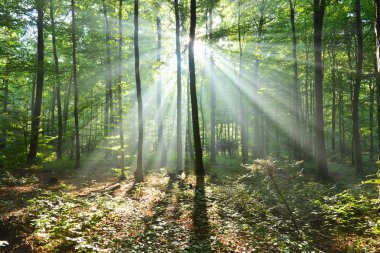 ormanda güneş ışınları ile güzel sabah