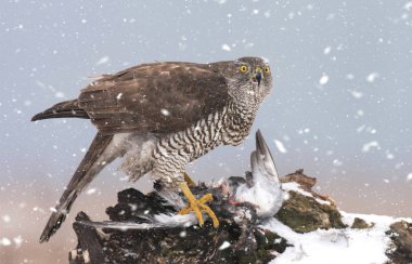 Kuzey goshwak (Accipiter gentilis)