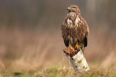 Bayağı şahin doğal ortamlarında görünümünü kapat