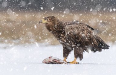 Beyaz kuyruklu kartal görünümünü kapat 