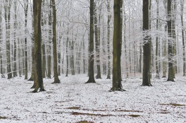 Güzel kış ormanı karla kaplı.