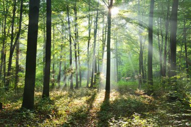 ormanda güneş ışınları ile güzel sabah