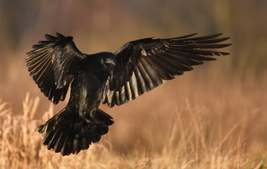 Doğal ortamında uçan ortak kuzgun