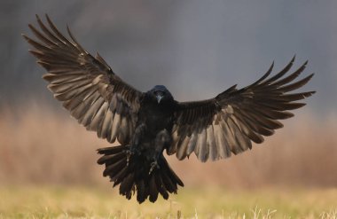 Doğal ortamında uçan ortak kuzgun