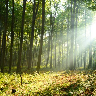 ormanda güneş ışınları ile güzel sabah