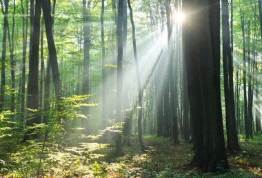 ormanda güneş ışınları ile güzel sabah