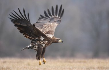 Doğal ortamında uçan kartal beyaz kuyruklu