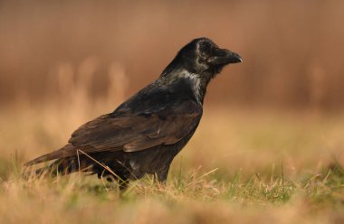 Ortak Raven doğal ortamlarında görünümünü kapat