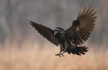 Doğal ortamında uçan ortak kuzgun