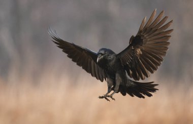 Common Raven flying in natural habitat clipart