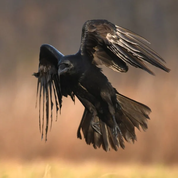 Cuervo Común Volando Hábitat Natural —  Fotos de Stock