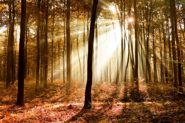 Belle Forêt Magique Avec Des Feuilles Brunes Tombées — Photo