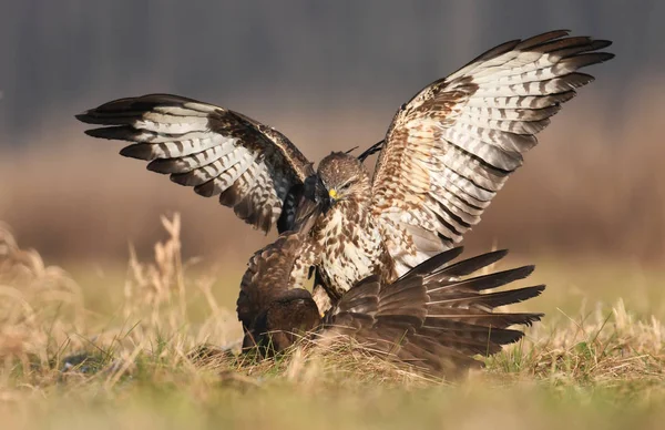 Buzzards Comuns Lutando Close — Fotografia de Stock