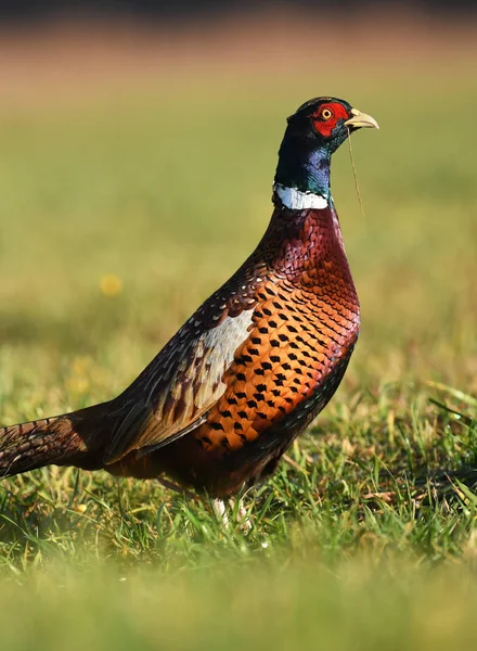 Close View Ringneck Pheasant Natural Habitat — Stock Photo, Image