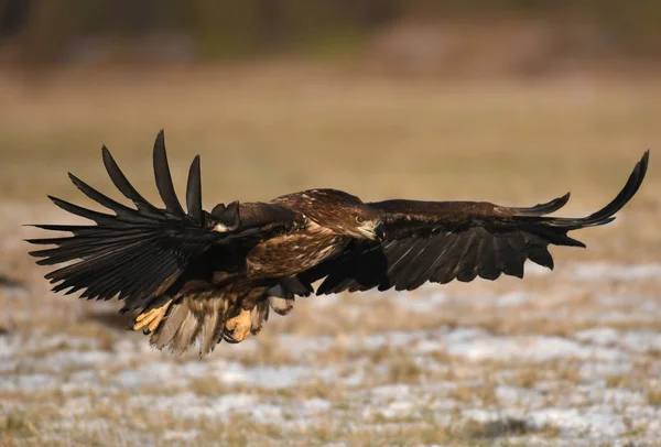 Vit Tailed Eagle Flyger Naturliga Livsmiljö — Stockfoto