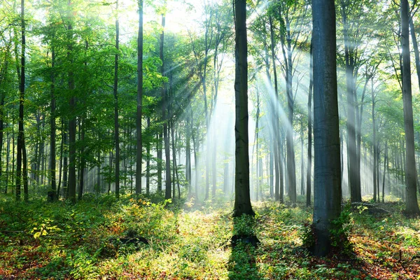 Vacker Morgon Med Solstrålar Skogen — Stockfoto