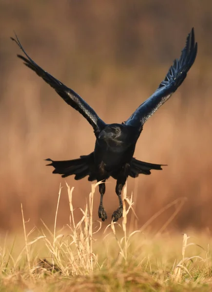 Cuervo Común Volando Hábitat Natural — Foto de Stock