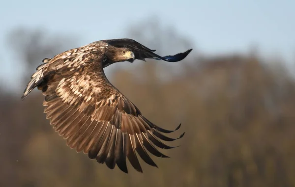 White Tailed Eagle Flying Natural Habitat — Stock Photo, Image