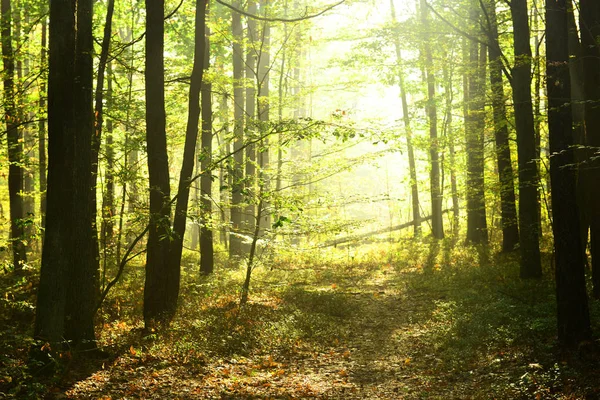 Mooie Ochtend Met Zonnestralen Het Bos — Stockfoto