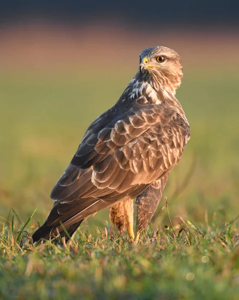 Close Van Buizerd Natuurlijke Habitat — Stockfoto