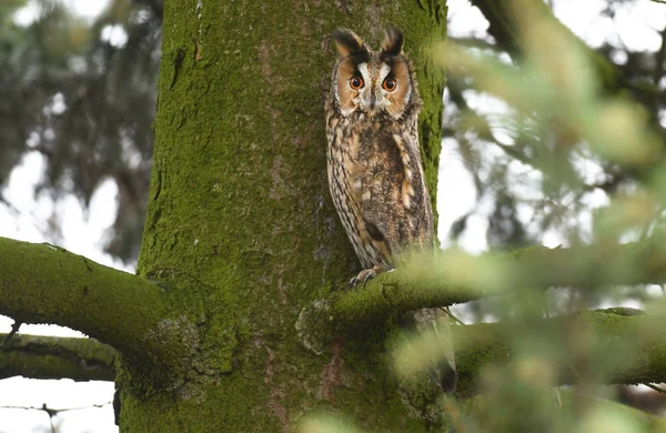 トラフズクのクローズ アップ表示 — ストック写真