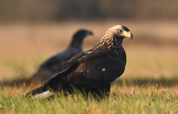 Close View Golden Eagle Natural Habitat — Stock Photo, Image