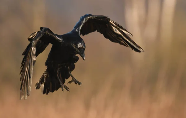 Rabenflug Natürlichem Lebensraum — Stockfoto