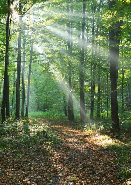 Bela Manhã Com Raios Sol Floresta — Fotografia de Stock