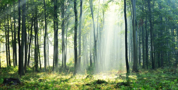 Bela Manhã Com Raios Sol Floresta — Fotografia de Stock