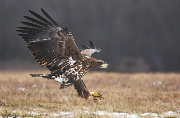 Seeadler Fliegen Natürlichem Lebensraum — Stockfoto