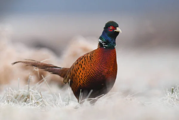 Vista Cerca Del Faisán Ringneck Hábitat Natural — Foto de Stock