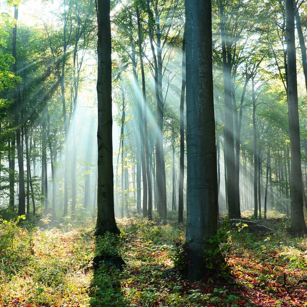 Hermosa Mañana Con Rayos Sol Bosque — Foto de Stock