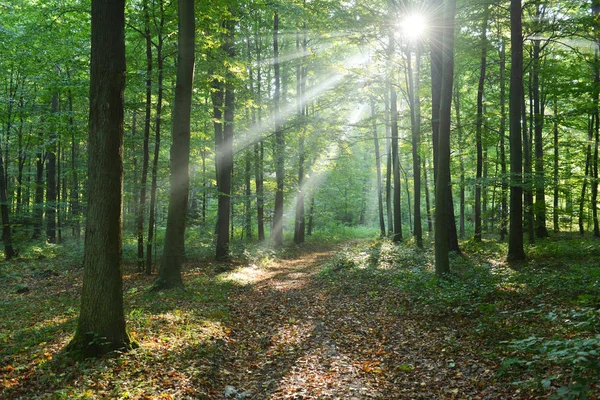 Hermosa Mañana Con Rayos Sol Bosque — Foto de Stock