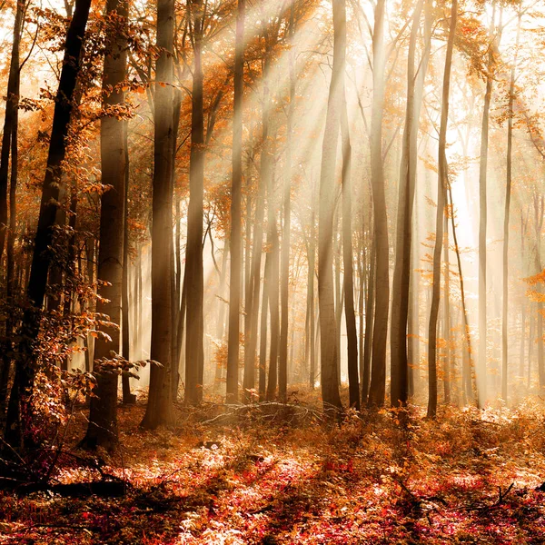 清晨秋天森林里美丽的阳光 — 图库照片