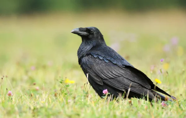 Vista Cerca Common Raven Hábitat Natural —  Fotos de Stock