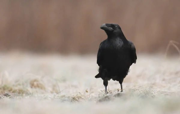 Vista Cerca Common Raven Hábitat Natural —  Fotos de Stock
