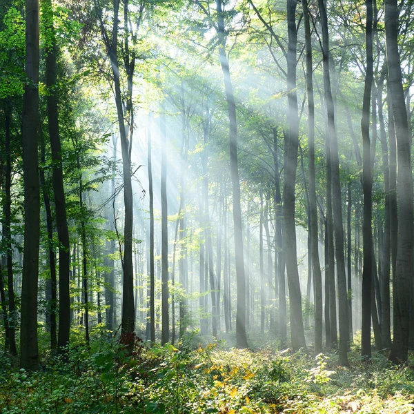 Ormanda Güneş Işınları Ile Güzel Sabah — Stok fotoğraf