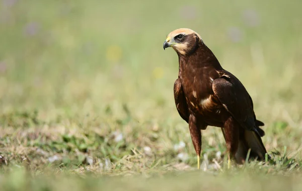 Vista Vicino Dell Albanella Paludosa Nell Habitat Naturale — Foto Stock