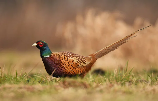 Vue Rapprochée Faisan Collier Dans Habitat Naturel — Photo