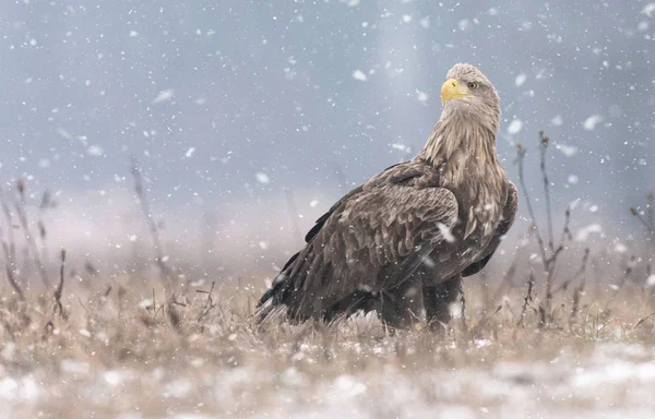 冬季风光中的白尾鹰 — 图库照片