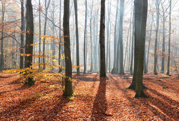 Belle Matinée Avec Des Rayons Soleil Dans Forêt — Photo