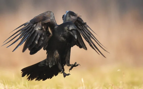 Загальні Ворона Летить Природному Середовищі Існування — стокове фото