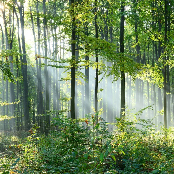 森の中の木漏れ日が美しい朝 — ストック写真