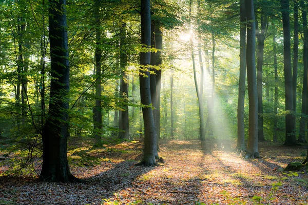 Hermosa Mañana Con Rayos Sol Bosque — Foto de Stock