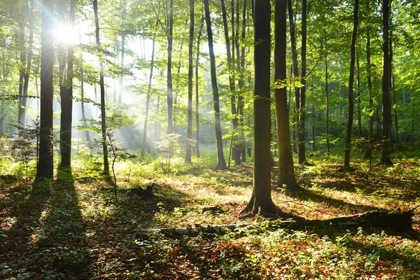 Ormanda Güneş Işınları Ile Güzel Sabah — Stok fotoğraf