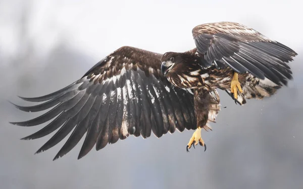 Vit Tailed Eagle Flyger Naturliga Livsmiljö — Stockfoto