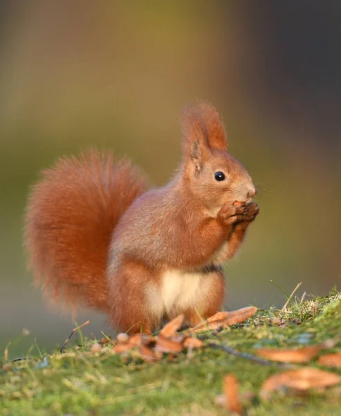 Nahaufnahme Von Entzückenden Roten Eichhörnchen — Stockfoto