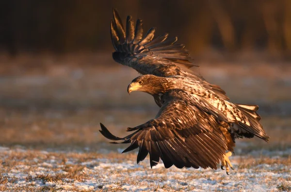 Aquila Dalla Coda Bianca Che Vola Habitat Naturale — Foto Stock