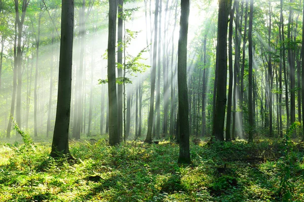 beautiful morning with sunbeams in the forest